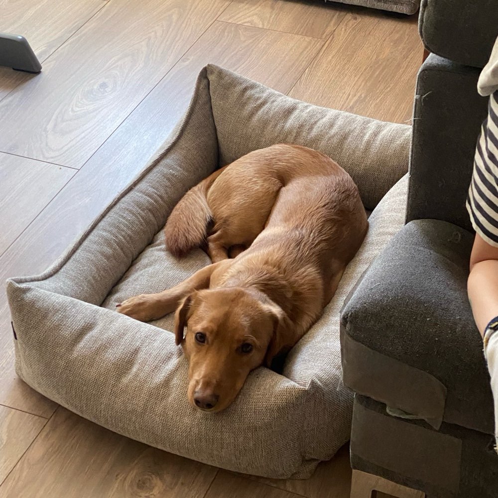 Hundetreffen-Spielpartner und/oder Gassipartner gesucht-Profilbild