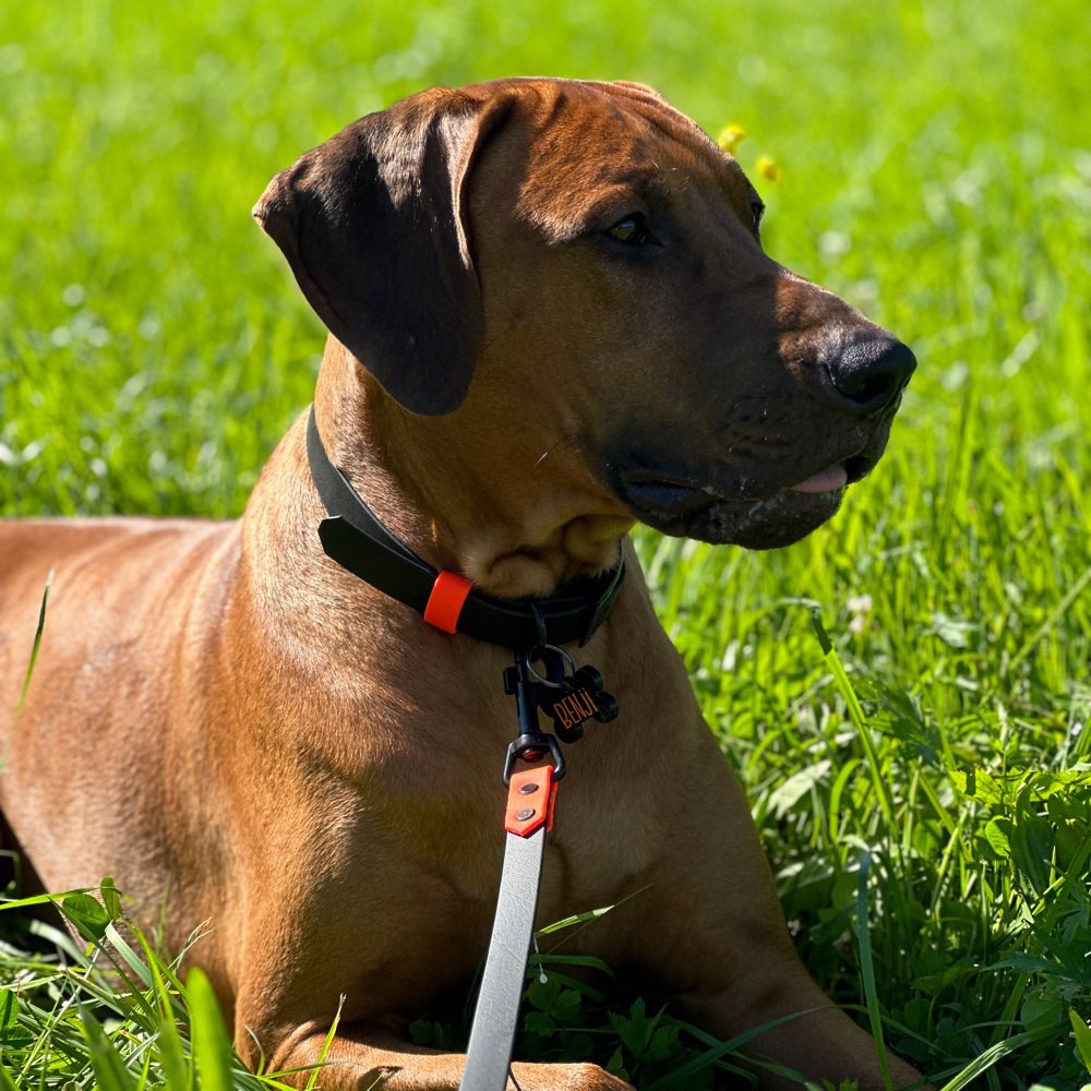 Hundetreffen-Hundebegegnungen und gemeinsames Gassi Gehen trainieren.-Profilbild