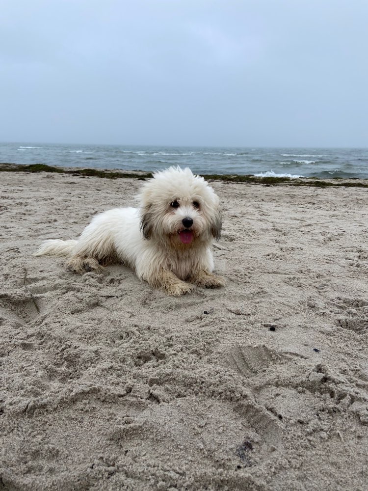 Hundetreffen-Hauptsächlich spielen mit Gassirunde-Profilbild