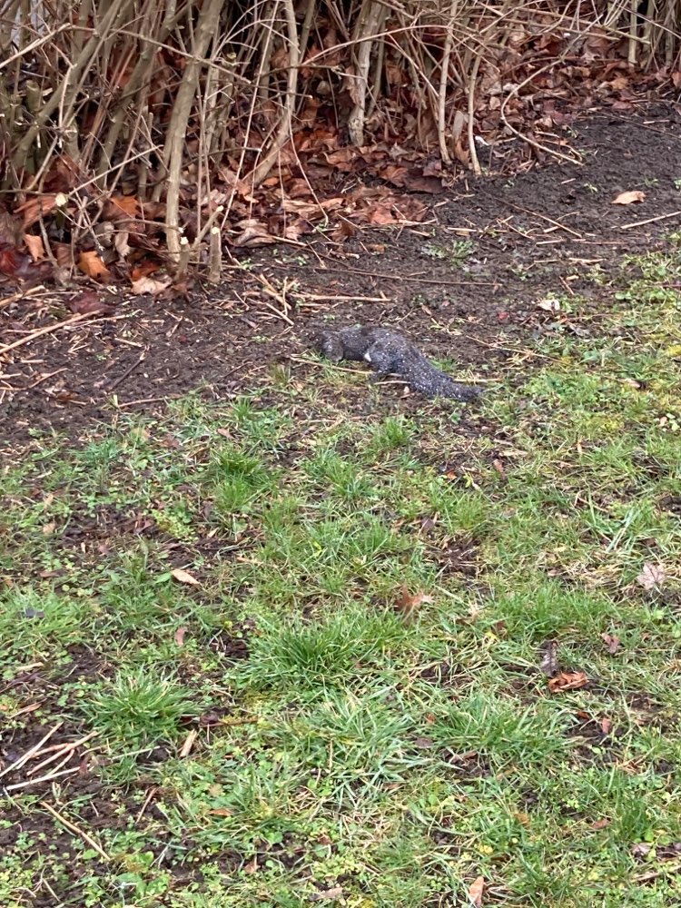 Giftköder-Totes Eichhörnchen-Profilbild
