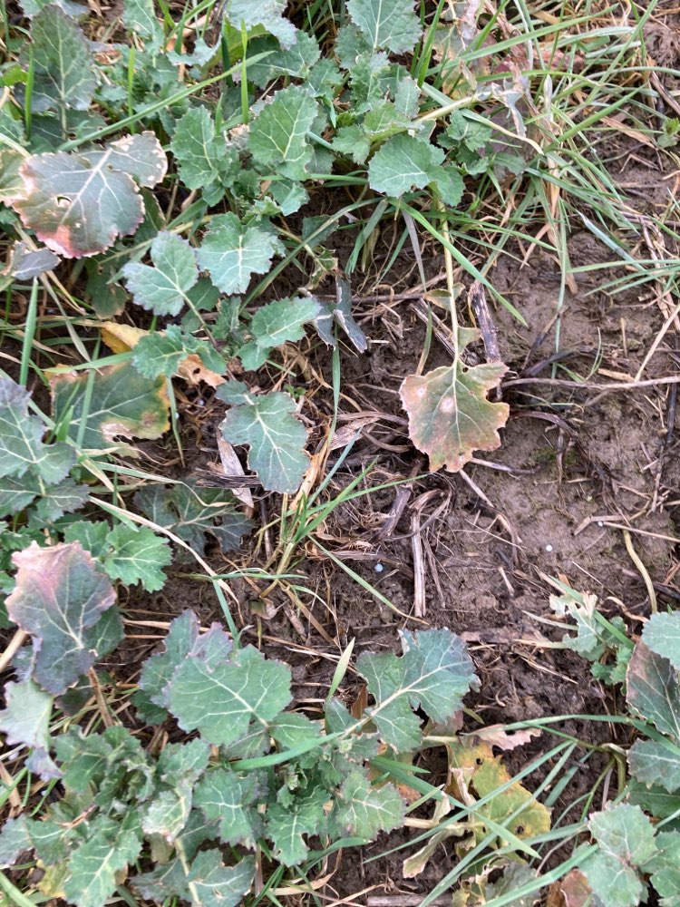 Giftköder-Blau Dünger, kein Schneckenkorn-Profilbild