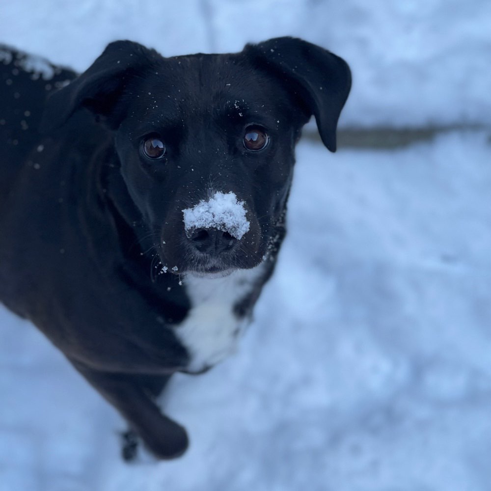Hundetreffen-Spielkamerad gesucht!-Profilbild