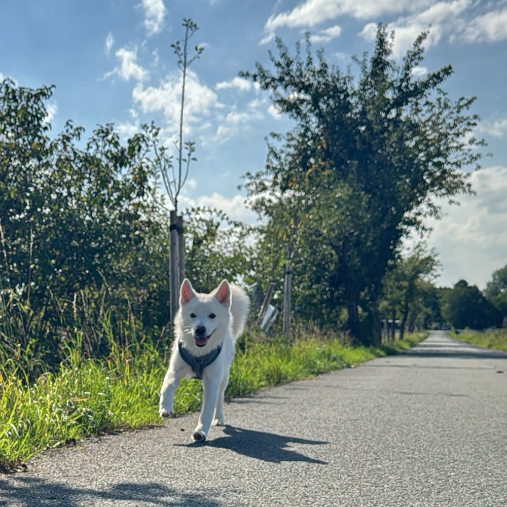 Hundetreffen-Welpentreffen/Gassirunden-Profilbild
