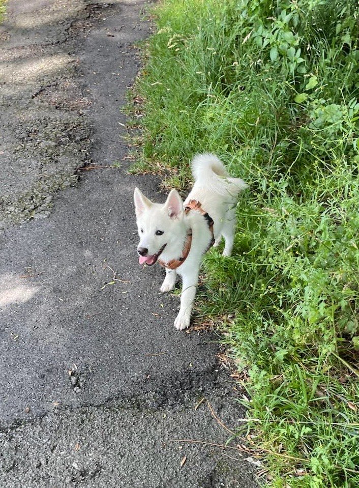 Hundetreffen-Welpentreffen/Gassirunden-Profilbild