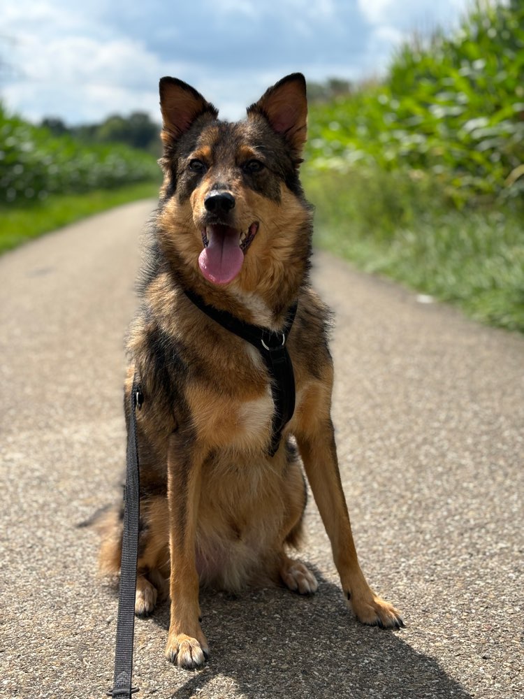 Hundetreffen-Hundefreund/-in gesucht-Profilbild