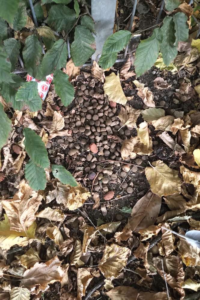 Giftköder-Ausgelegtes Trockenfutter-Profilbild