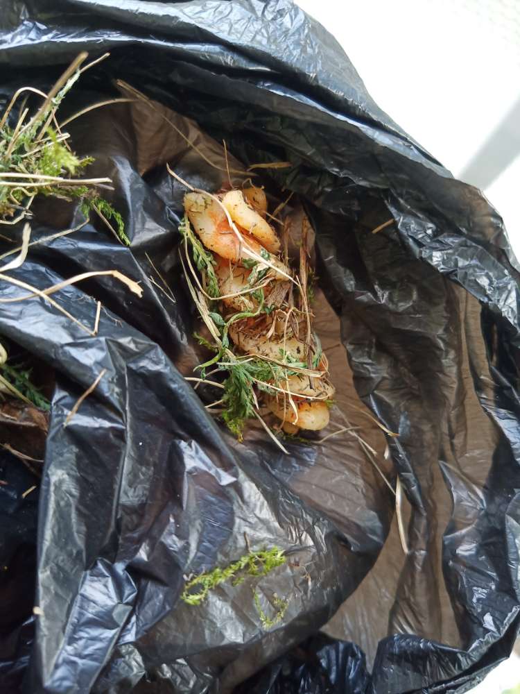 Giftköder-evtl Giftköder in Form von Spiralnudel-Profilbild