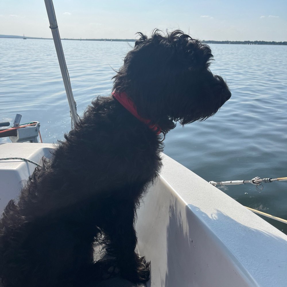 Hundetreffen-Spiel und Spaß-Profilbild