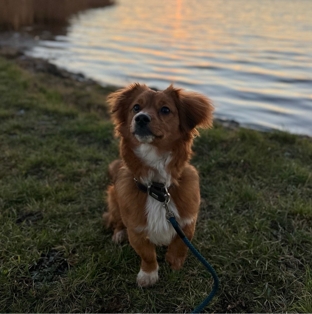 Hundetreffen-Gassi und Spielen im Kreis Wismar 🩷-Profilbild