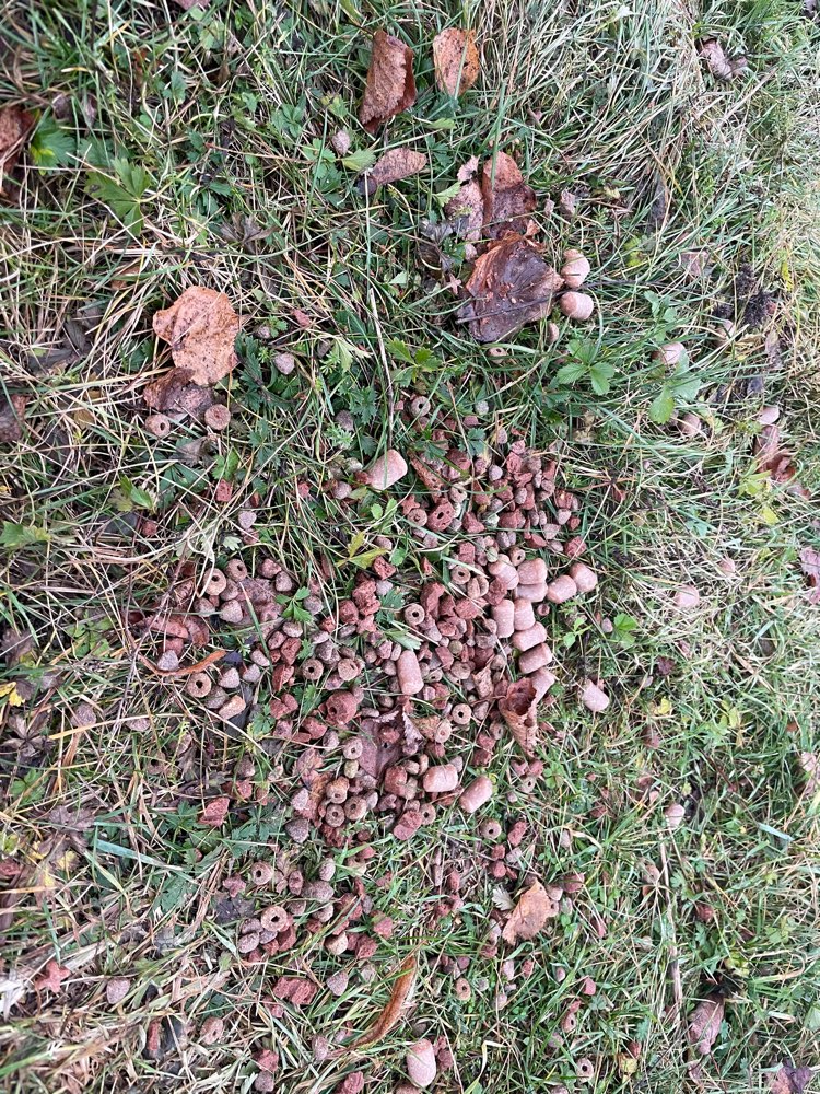 Giftköder-Giftköderwarnung-Profilbild