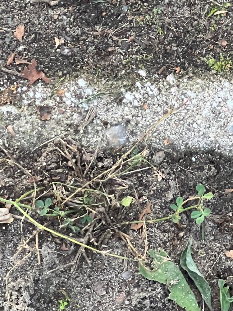 Giftköder-Weißes Unbekanntes Pulver oder Ähnliches-Profilbild