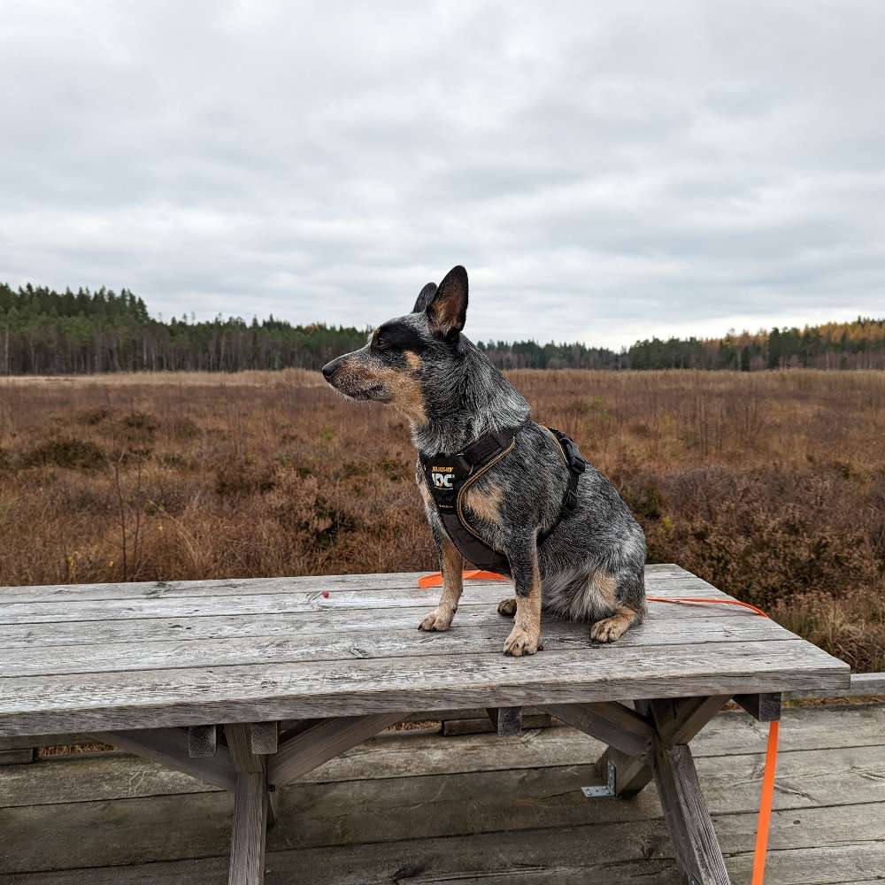 Hundetreffen-Mantrailing 🦮 🐾-Profilbild