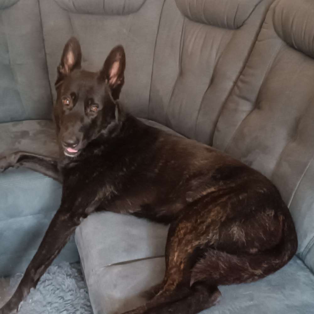 Hundetreffen-Johannistahl-Profilbild