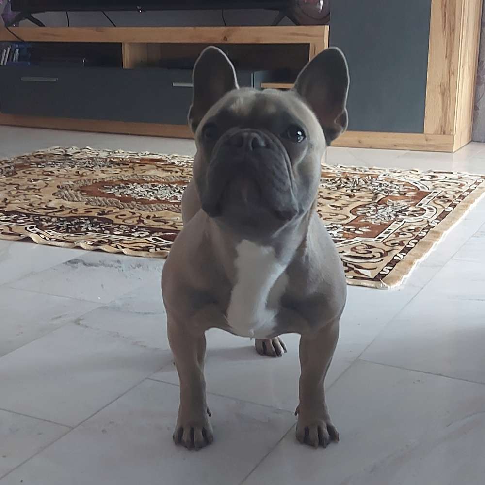 Hundetreffen-Spiel- & Gassitreffen-Profilbild