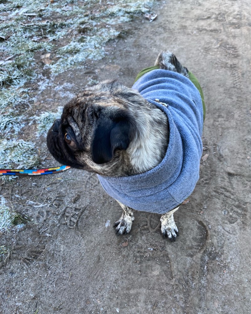 Hundetreffen-Playdate gesucht🐸-Profilbild