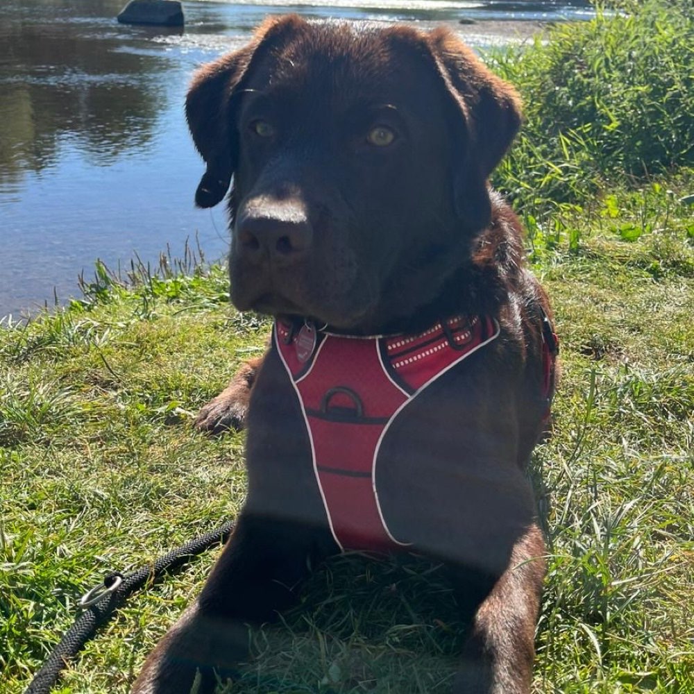 Hundetreffen-Spielfreunde, Gassipartner oder Trainingspartner gesucht:)-Profilbild