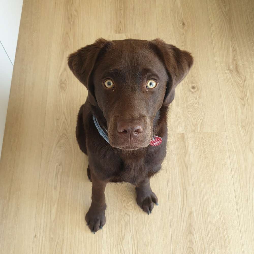 Hundetreffen-Spielfreunde, Gassipartner oder Trainingspartner gesucht:)-Profilbild