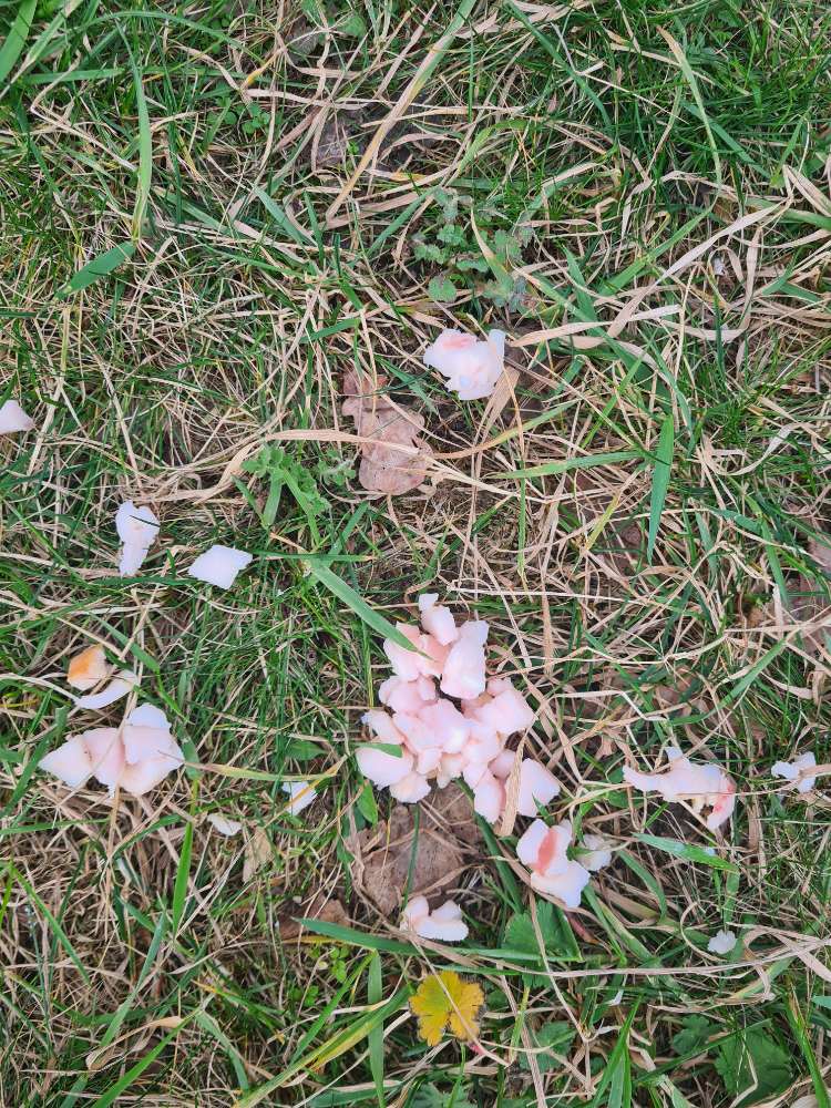 Giftköder-Giftköder-Profilbild