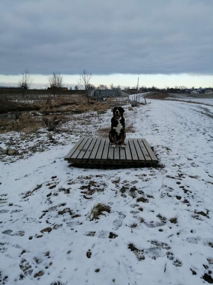 Hundetreffen-Hundetreffen-Profilbild