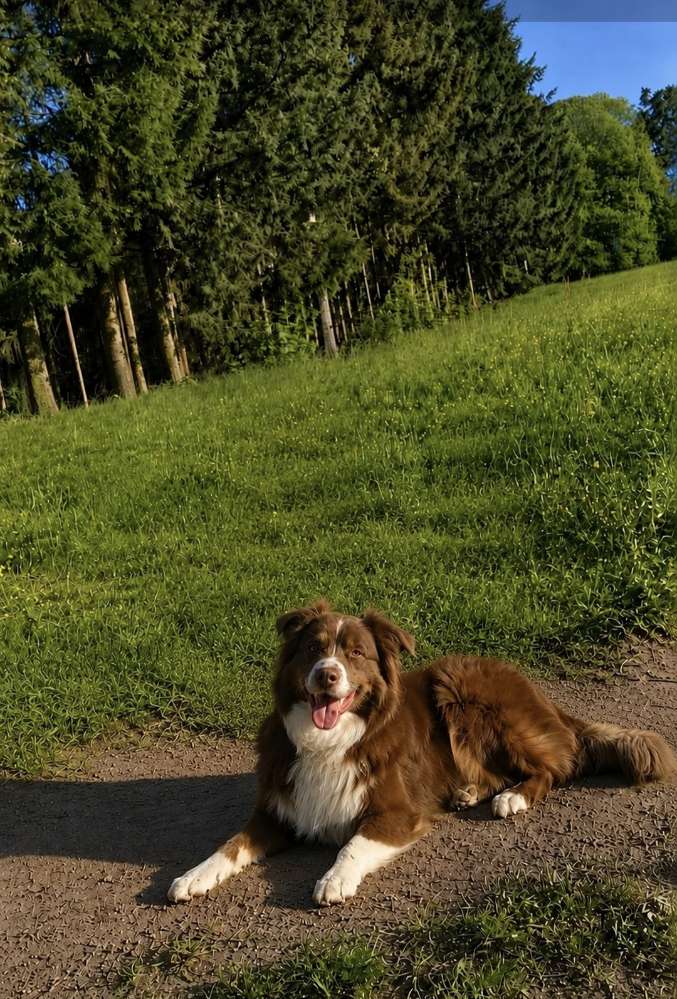 Hundetreffen-Gassirunde mit Freilauf-Profilbild