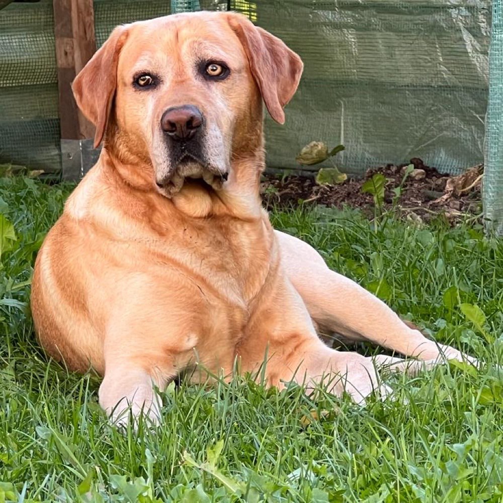 Hundetreffen-Auf Gassi gehen treffen-Profilbild