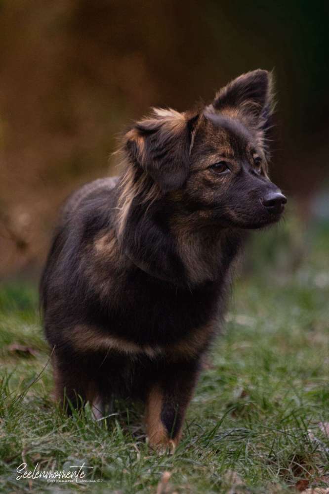 Hundetreffen-Spielkameraden und Spazierpartner gesucht-Profilbild