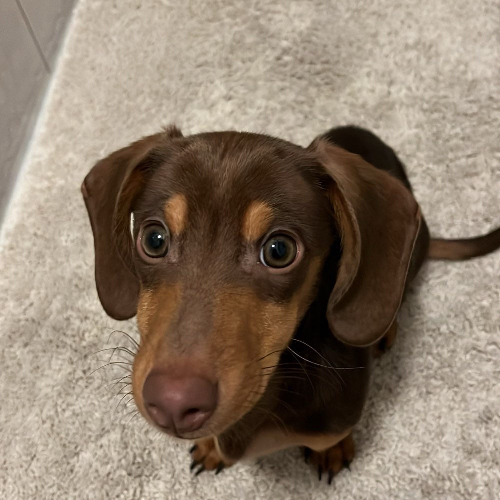 Hundetreffen-Dackel Treffen-Profilbild