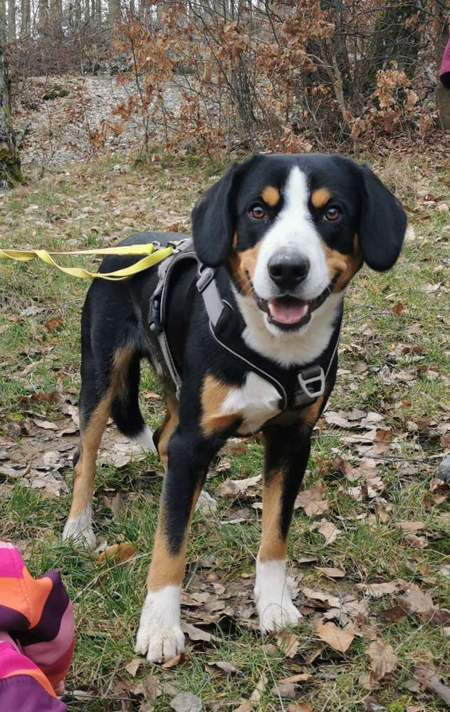 Hundetreffen-Souveräne, freundliche Hündin gesucht-Profilbild