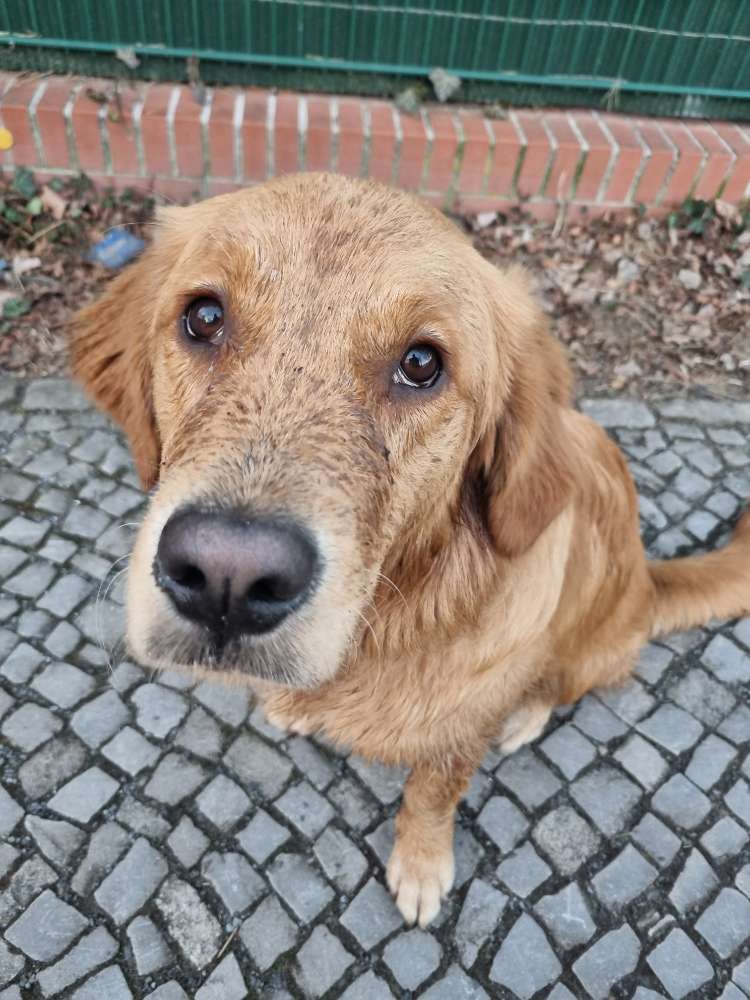 Hundetreffen-Junghundtreffen Grunewald-Profilbild