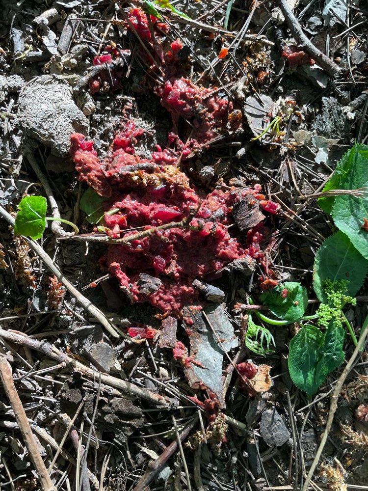 Giftköder-Eventuell Giftköder-Profilbild