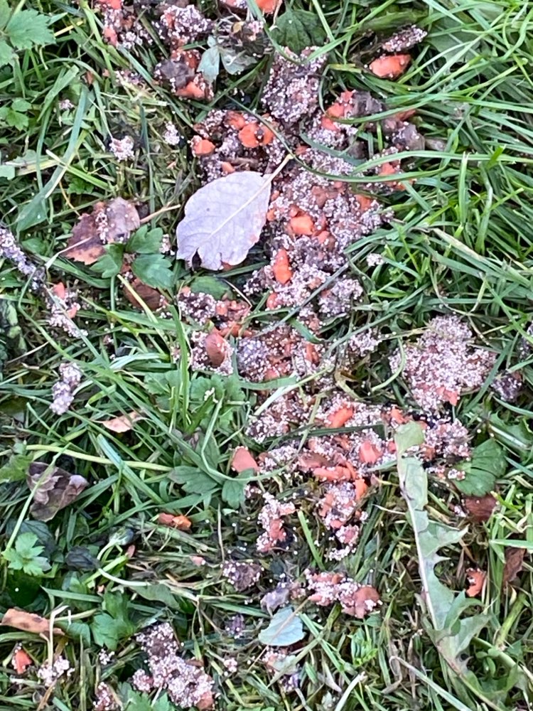 Giftköder-Möglicherweise Gift-Profilbild