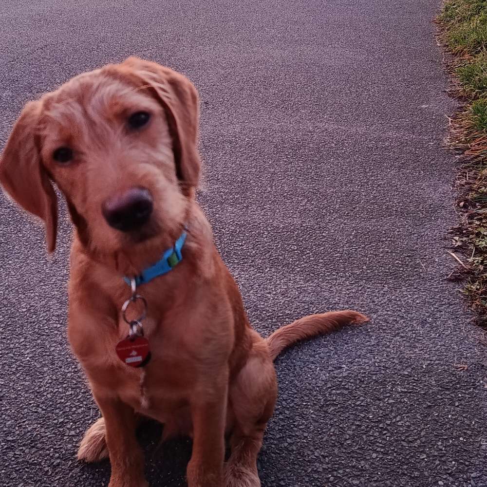 Hundetreffen-Gassifreunde / Spielfreunde-Profilbild