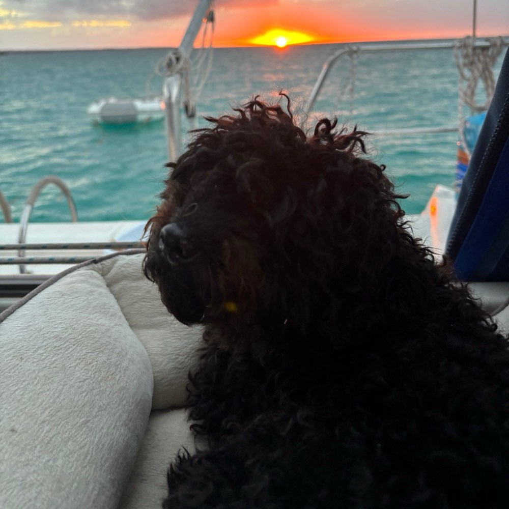 Hundetreffen-🐾 Rosy sucht Spielkameraden-Profilbild