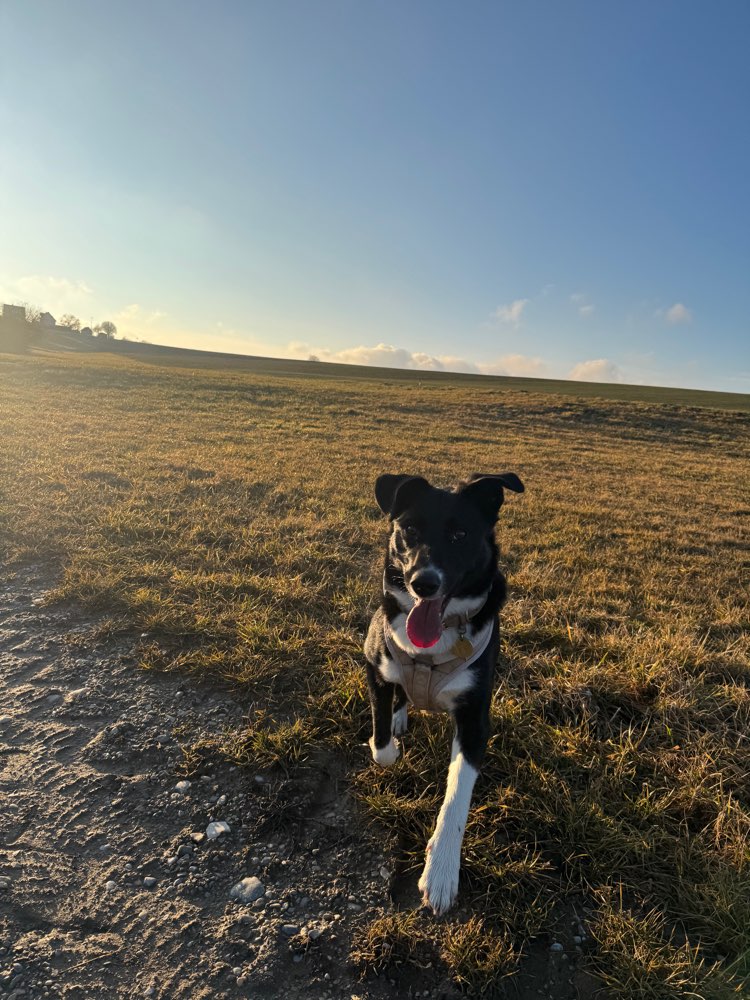 Hundetreffen-Spielgefährten gesucht-Profilbild