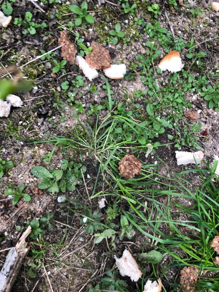 Giftköder-Brot und Frikadellen-Profilbild