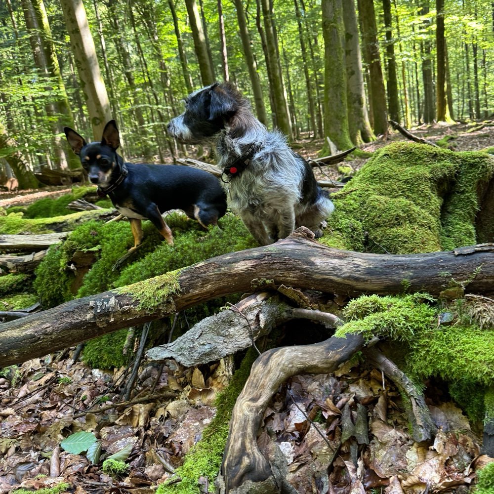 Hundetreffen-Freunde für Kleinhundegruppe gesucht-Profilbild