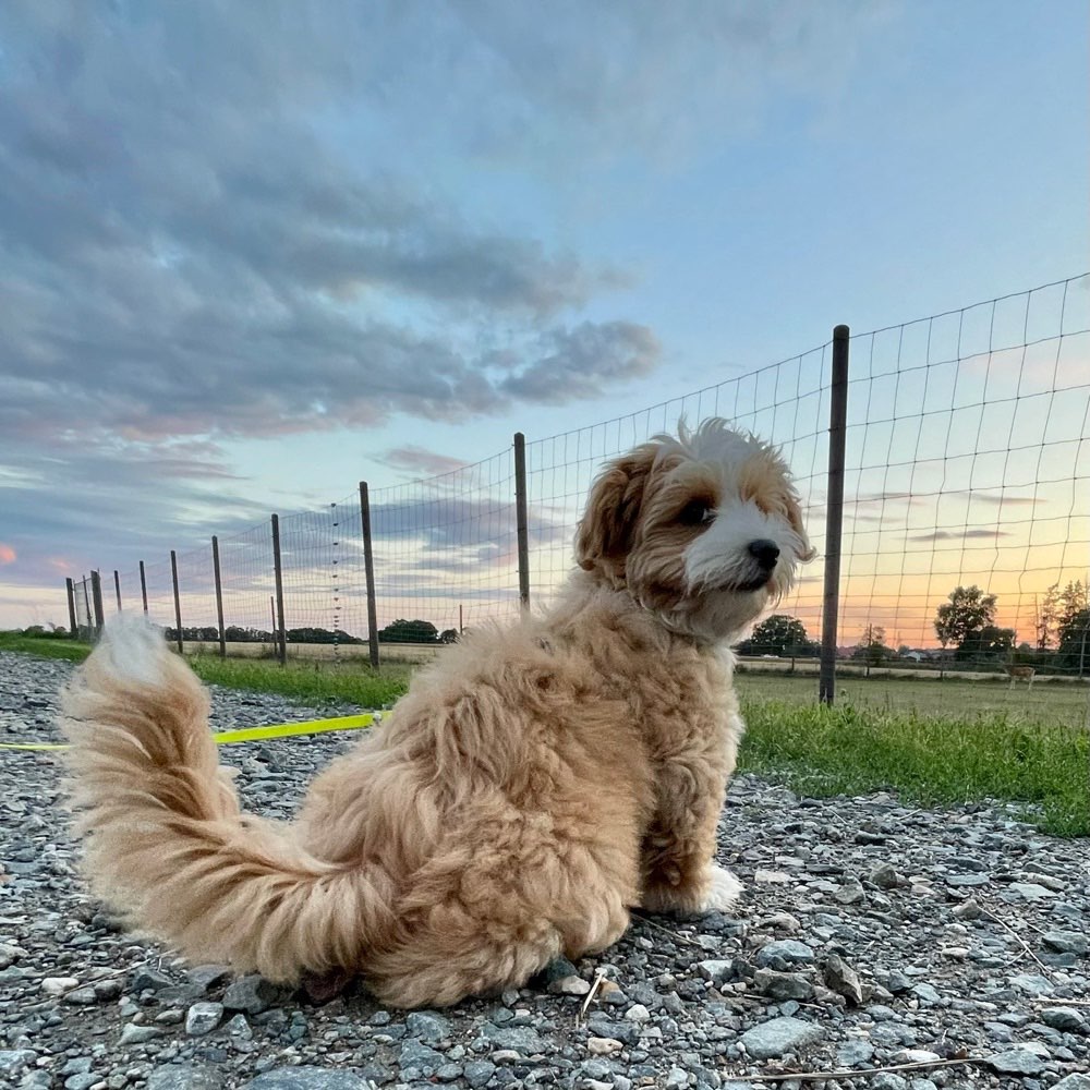 Hundetreffen-Spielfreunde gesucht :)-Profilbild