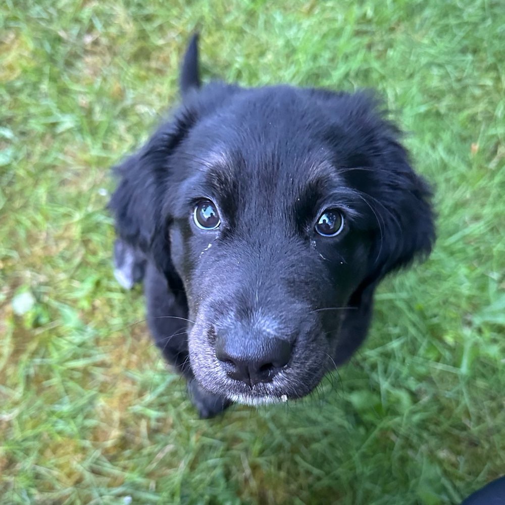 Hundetreffen-Nugget sucht Spielpartner-Profilbild