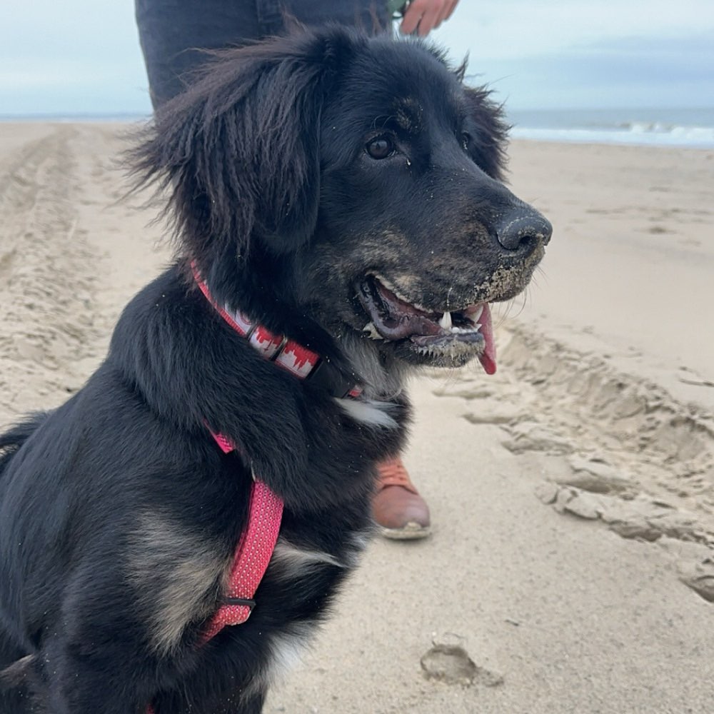 Hundetreffen-Gemeinsames spazieren, spielen oder gassi gehen gesucht-Profilbild