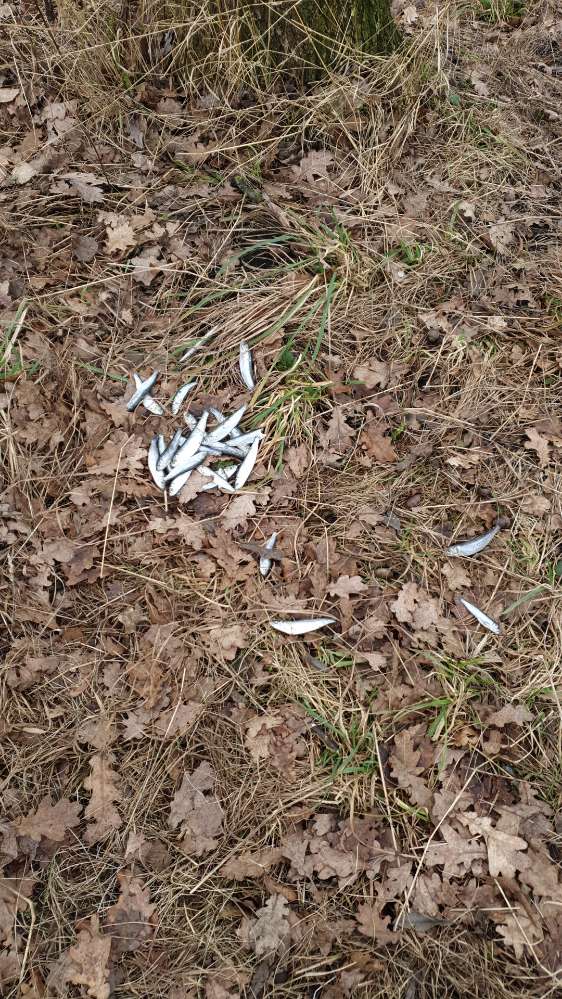 Giftköder-Tote Fische-Profilbild