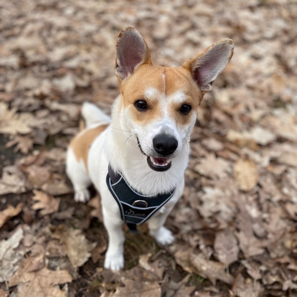 Hundetreffen-Gassi & Spielen-Profilbild