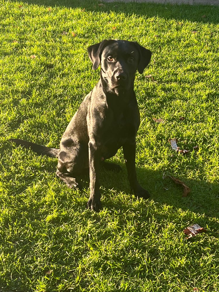 Hundetreffen-Spielekumpel in Panketal-Profilbild