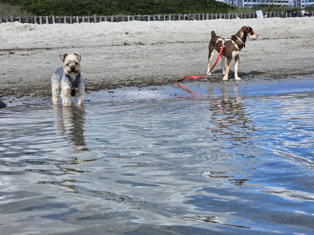 Hundetreffen-Regelmäßige Gassi/Spiele-Treffen-Profilbild