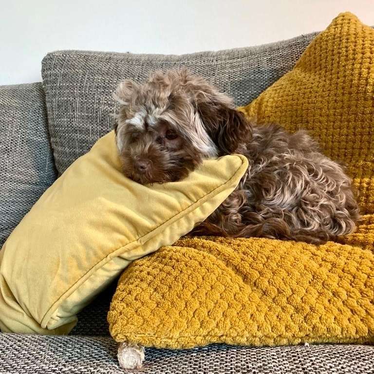 Hundetreffen-Hundekumpel in Köpenick gesucht-Profilbild