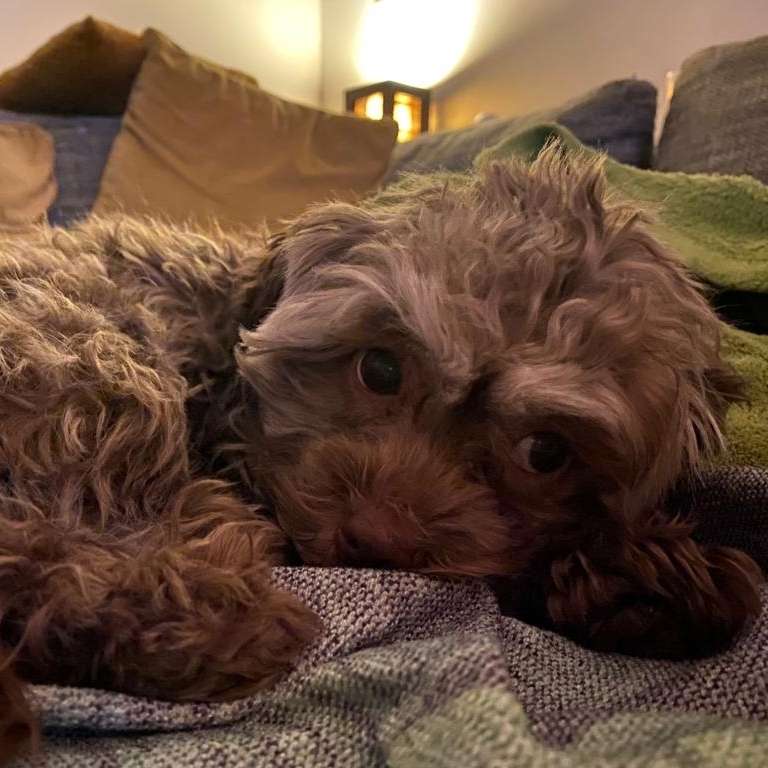 Hundetreffen-Gassirunde in Köpenick-Profilbild