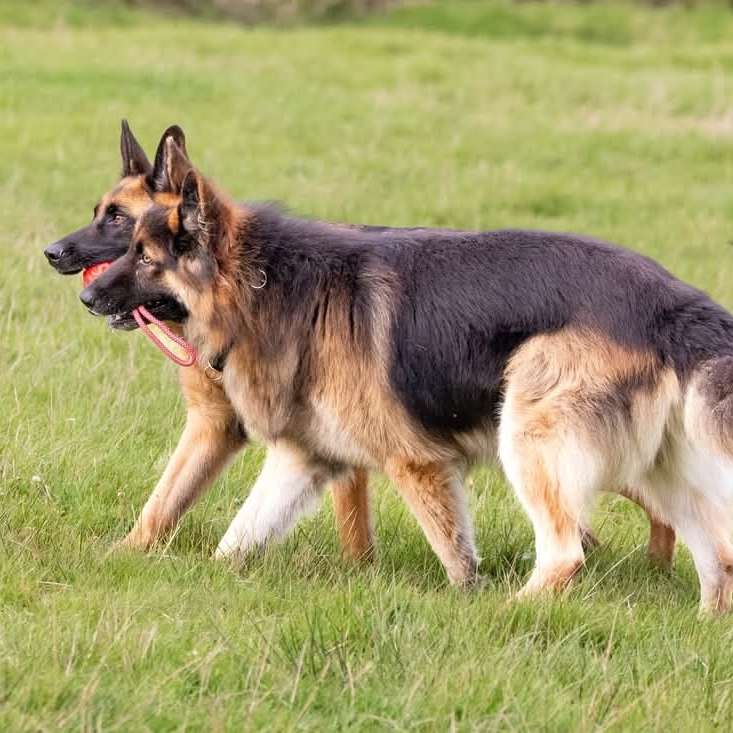 Hundetreffen-Gemeinsame Spaziergänge-Profilbild