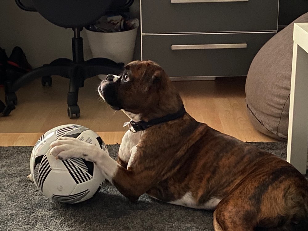 Hundetreffen-spazieren gehen und spielen-Profilbild