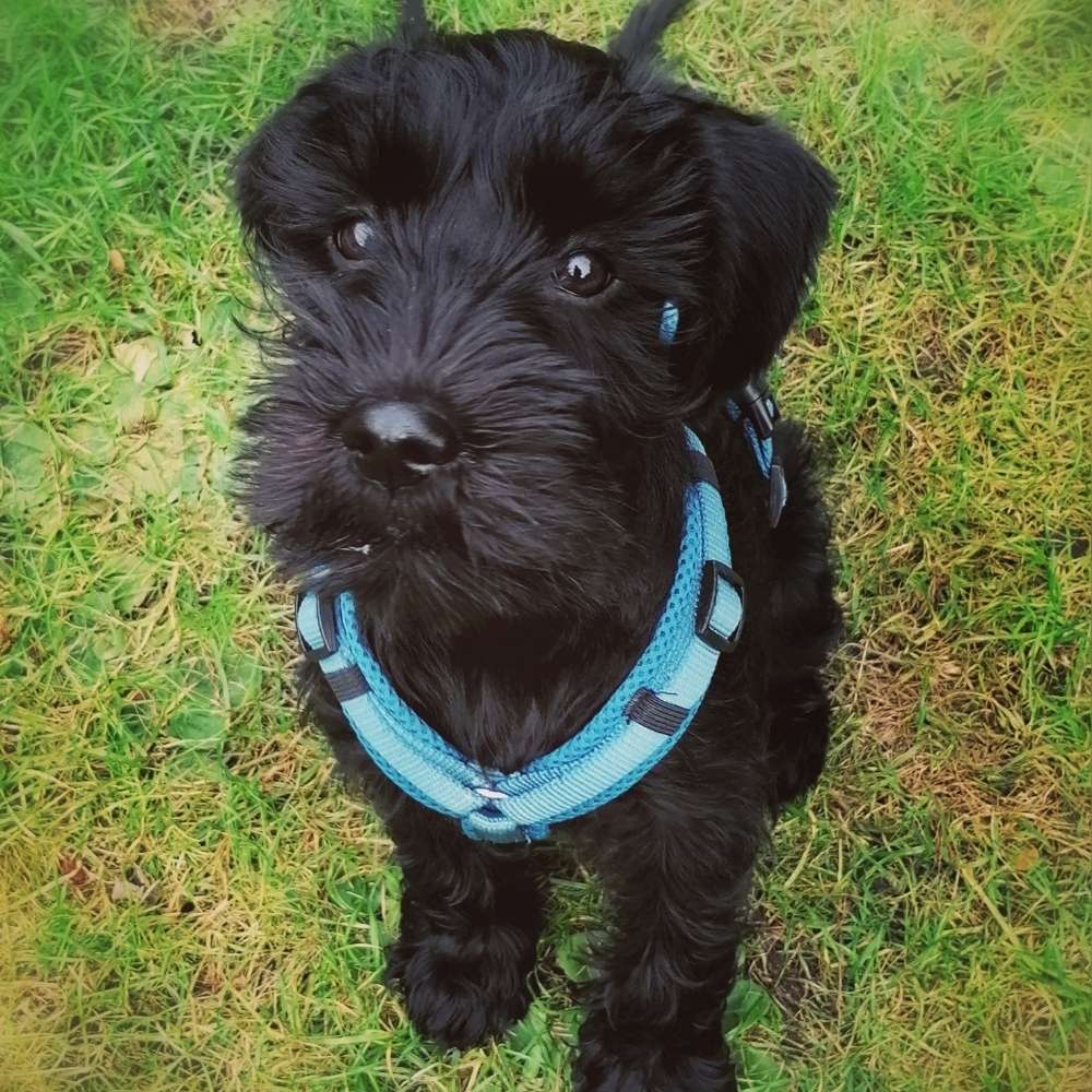Hundetreffen-Spielpartner für Schnauzerwelpen gesucht-Profilbild