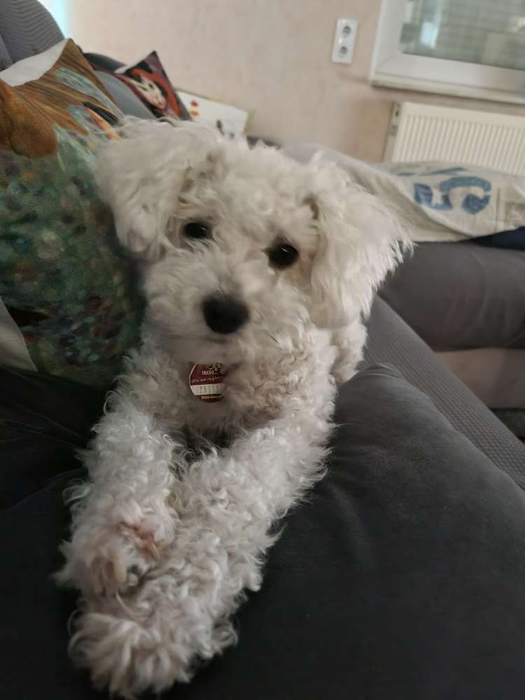 Hundetreffen-Gassirunde und zusammen spielen-Profilbild