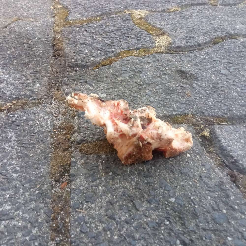 Giftköder-Vermutlicher Giftköder gefunden-Profilbild